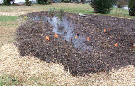 Rain Garden with Finish Work